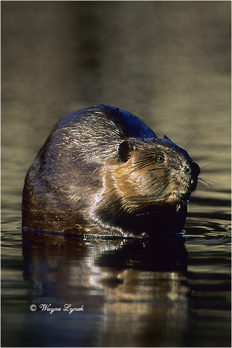 American Beaver 108B by Dr. Wayne Lynch &copy;
